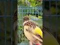 Download Lagu Pelatihan Bernyanyi Kenari untuk Kenari Muda Pertama Kali | Latihan Bernyanyi Kenari Terbaik #birdsinging