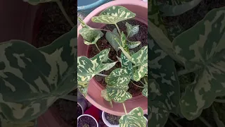 Https Whatsapp Com Channel 0029VbBYMDRIXnlhjObDV52M 