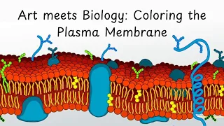Art Meets Biology Coloring the Plasma Membrane