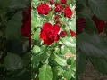Hybrid Tea Roses (Netsujo)