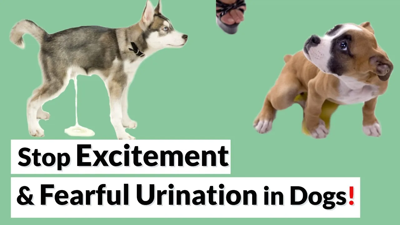 Outline Video How to Stop Submissive or Excitement Peeing in Dogs?
