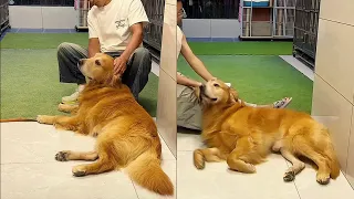 來看看毛毛最近的日常生活—願早日康復 ❤️ #聪明旺豆豆
