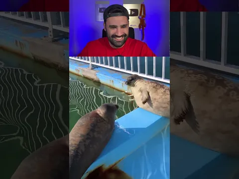 Só tem ameaça 🦭🦭