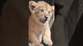 شبل الاسد    البراءة عند الصغار دندنها