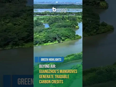 [Green Highlights] Buying Air: Guangzhou's Mangroves Generate Tradable Carbon Credits