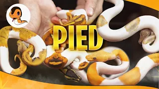 Pied Ternyata Bisa Sebagus Ini Combo sederhana enak dipandang mata