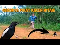 Download Lagu Serunya mikat burung kacer dahit asli kalimantan selatan