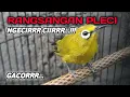 Download Lagu Suara Pleci Cirrr Cirrr Ngecir Merangsang Pleci Macet Bunyi II Langsung Nyaut GACOR