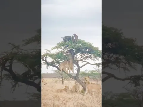 They Watched From a Distance as Chaos Unfolded Above! π±π³ | African Bush Life