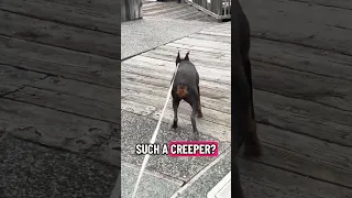 She smells the raccoons .. #creatorsearchinsights #fyp #pets #doberman #dream