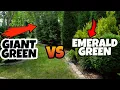 Lagu GIANT GREEN or EMERALD GREEN Arborvitae?? WHAT is the BEST Tree for Screening?