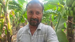 आज केळी आणायला गेलो केळीच्या बनात