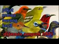 Download Lagu Suara pikat burung kecil paling ampuh mp3 #terbukti #trending 