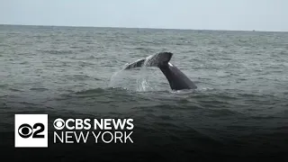 Whale watching is turning into a big NYC tourist attraction