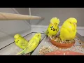 Download Lagu Bezoek aan Daniel Lutolf Show Budgerigar Stud | Superparkieten in grote aantallen | Mijn perspectief