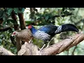 Download Lagu Kalij Pheasant in India
