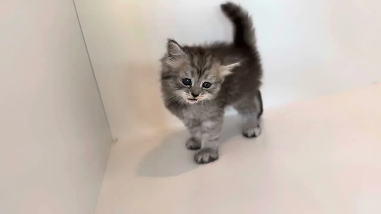 動画