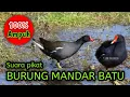 Download Lagu SUARA PIKAT BURUNG MANDAR BATU | SATU JAM FULL DURASI