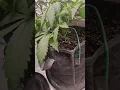 lsd 25 and jelly doughnuts update flowering