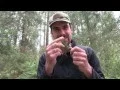 Download Lagu Der Unterschied zwischen Fichte \u0026 Tanne | WildpflanzenTV