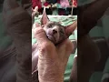 Sphynx Cats Sale in Long Beach CA