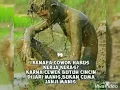 Download Lagu Kita selamanya