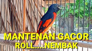 burung mantenan gacor