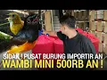 Download Lagu LAGI GILA ! OBRAL WAMBI MINI 500RB AN BEBAS PILIH MURAI GACOR GUDANG BURUNG IMPORT JAKARTA TIMUR 