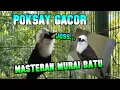 MURAI BATU MASTERAN POKSAY JAMBUL PUTIH!!!
