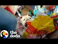 Download Lagu Man Pulls Bulldog Out From A Trash Container | The Dodo Download Lagu Man Pulls Bulldog Out From A Trash Container | The Dodo