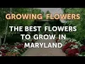 The Best Flowers to Grow in Maryland
