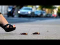 Download Lagu Ai high heels crush cockroach
