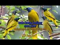 Download Lagu suara burung kutilang sutra gacor!!! pancingan dan pemikat burung kutilang sutra liar 100% ampuh