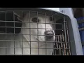 Dozens of adoptable pets fly to Portland to assist overload from LA wildfires