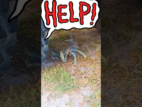 KIDS!🦀Can We Rescue This Giant Crab From the Car? #rescue #animals