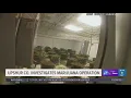 Explosion leads to discovery of significant marijuana grow in Upshur County