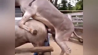 تزاوج الحصان من الطبيعة 