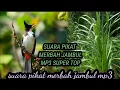 Download Lagu suara pikat MP3 merbah jambul suara paling jernih