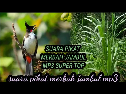 Download MP3 suara pikat MP3 merbah jambul suara paling jernih