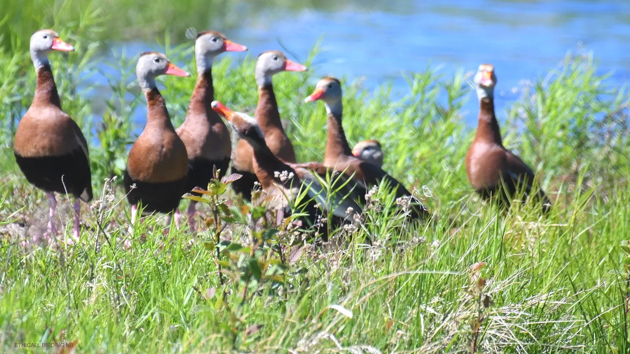 Black-Bellied Whistling Ducks, South Tetagouche, June 01, 2022