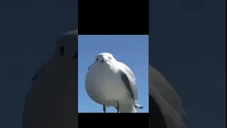 الطائر ده بيصطاد طعامه بطريقه ذكيه جدا 