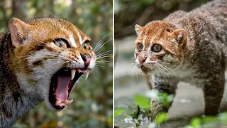 Flat-Headed Cat 🐱 A Cat Built for WATER?