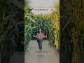 Corn Maze Fun at SF Bay Area s biggest pumpkin patch