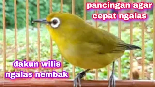 Download Pleci Dakun Wilis Ngalas Nembak MP3