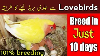 Download lovebirds breeding tips | how to breed lovebirds | Lovebirds ko jaldi ando par Kasey laen MP3
