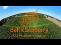Download Lagu Baltic Seaberry seabuckthorn fields