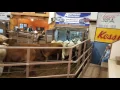 Selling feeder cattle 2