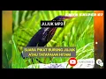 Download Lagu SUARA PIKAT BURUNG JUJUK ATAU TATAPAIAN HITAM JOSS