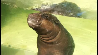                                                                       دندنها
