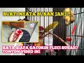 Download Lagu Asli gak tipu2, pleci beli ombyokan baru 2hari kok bisa langsung kayak gini